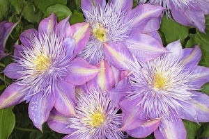 Images Dated 15th April 2011: Clematis flower