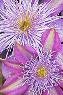 Clematis Prints: Clematis flower