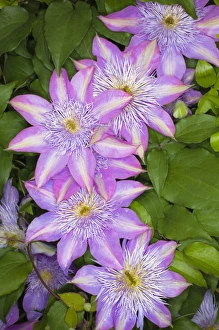 Images Dated 15th April 2011: Clematis flower