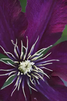 Images Dated 17th May 2006: Clematis flower detail