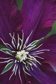 Images Dated 17th May 2006: Clematis flower detail