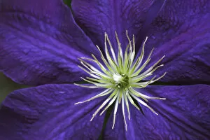 Images Dated 14th June 2006: Clematis flower detail