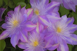 Clematis flower