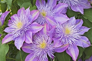 Images Dated 15th April 2011: Clematis flower