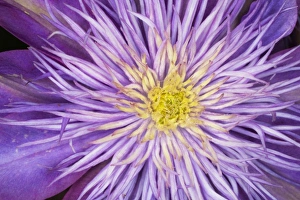 Clematis flower