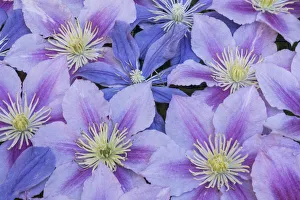 Clematis Prints: Clematis flower grouping together in blues and pinks