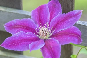 Massachusetts Prints: Clematis flower, Reading, Massachusetts, USA