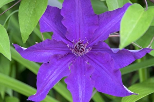 Climbing Prints: Clematis flower, Reading, Massachusetts, USA