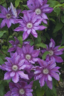 Images Dated 29th May 2005: Clematis growing in the Bellevue Botanical Gardens, Bellevue, Washington