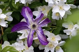 Images Dated 6th June 2005: Clematis growing in the Bellevue Botanical Gardens, Bellevue, Washington