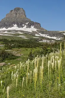 Subalpine Prints: Clements Mountain with Beargrass, Glacier National Park