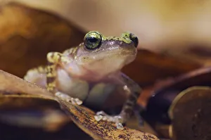 Images Dated 1st April 2006: Cliff Chirping Frog, Eleutherodactylus marnockii