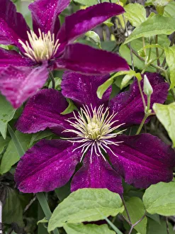 Climbing Prints: Climbing fuchsia clematis in a garden