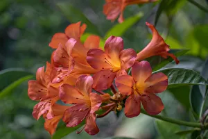 Clivia flower