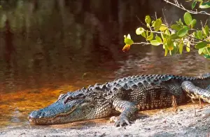 Close up of an american alligator at the J. N. Ding Darling National Wildlife Refuge