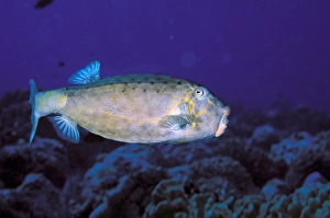 Eco System Prints: Close up of boxfish, or ostracion immaculatus