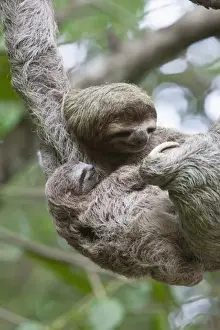 Sloth Prints: Close up of a Brown-throated Sloth and her baby hanging from a tree branch in Corcovado