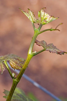 Beginning Prints: Close up of Cabernet Gernischt leaves in Junding vinyard, near Penglai, Shandong Province