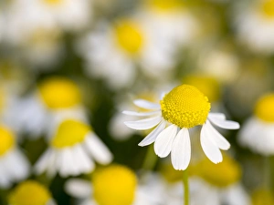 Pretty Prints: Close up of Chamomile (Matricaria chamomilla), Hortobagy National Park in spring