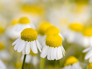 Close up of Chamomile (Matricaria chamomilla), Hortobagy National Park in spring