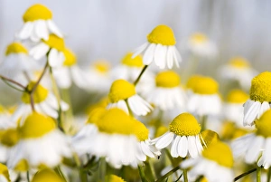 Images Dated 30th April 2015: Close up of Chamomile (Matricaria chamomilla), Hortobagy National Park in spring