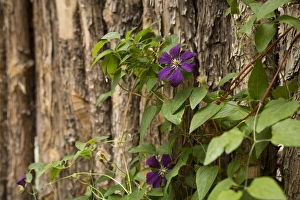 Images Dated 22nd June 2014: Close up of a clematis flower, Santa Fe, New Mexico. USA