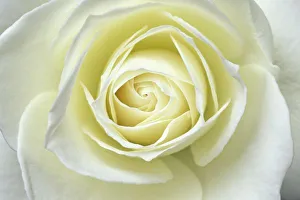 Close up details of white rose