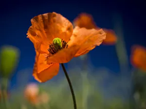Palouse Prints: Close up of Fire Poppy