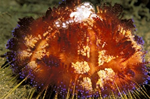Quill Prints: Close up of fire urchin