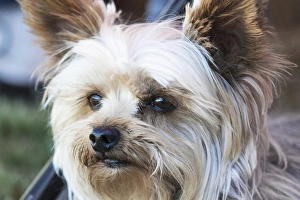 Terrier Prints: Close up head witching with intent