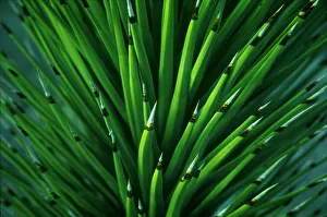 Prints of This is a close up of a Joshua Tree yuccaplant found in the desert of Death Valley NP Images Dated 2018 June: This is a close up of a Joshua Tree yuccaplant found in the desert of Death Valley NP