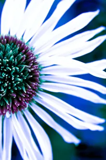 Glow Prints: Close up of a Lazy Daisy