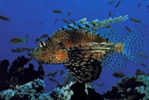 Swimmer Prints: Close up of Lionfish