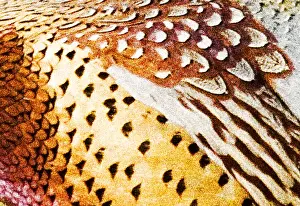 Cautious Prints: Close up of male pheasant feathers near Moiese Montana digitally enhanced