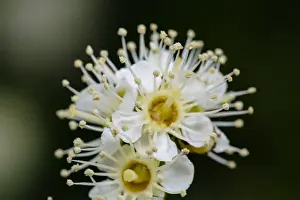 Cluster Prints: Close up of Maple Leaf Viburnum (also known as Dockmackie) flower (Viburnum acerifolium)
