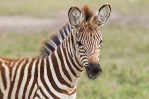 Looking At Camera Prints: Close up of newborn zebra (Equus quagga) colt, head and shoulders, looking at camera