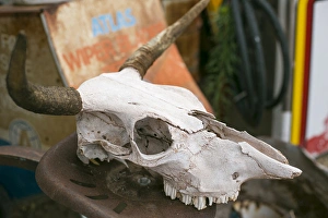 Nostalgia Prints: Close up of an old cow skull, Tucumcari, New Mexico, USA. Route 66