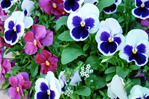 Profusion Prints: Close up of Pansies, Ouray, Colorado, USA