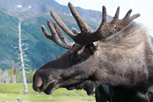 Center Prints: Up close and personal with a Moose (Alces alces) at the Alaska Wildlife Conservation Center