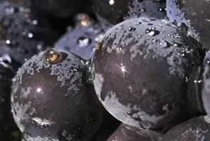 Close up of Pinot Noir grapes with sunbursts on large drops of water in Adelsheim