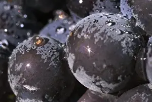 Willamette Valley Prints: Close up of Pinot Noir grapes with sunbursts on large drops of water in Adelsheim