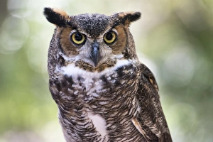 Raptor Prints: Close up Portrait of Great Horned Owl looking at you