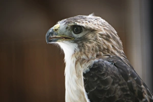 Hawk Prints: Close up portrait of hawk with beak open and intense gaze