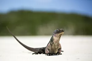 Exuma Gallery: Close up portrait of an Iguana on the beach near Staniel Cay, Exuma, Bahamas