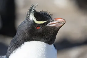 Prints of Close up portrait of a Rockhopper penguin, Eudyptes chrysocome Images Dated 2016 December: Close up portrait of a Rockhopper penguin, Eudyptes chrysocome
