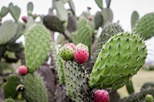Paddle Prints: Close up of a prickly pear cactus paddle, Pozos, Mexico