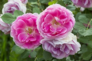 Fragrant Prints: Close up of roses, Utah