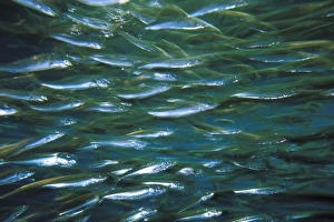 Shine Prints: Close up of school of anchovy