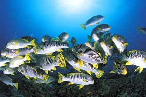 Close up on a school of oriental sweetlips, or plectorhinchus vittatus
