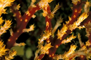Close up of soft coral